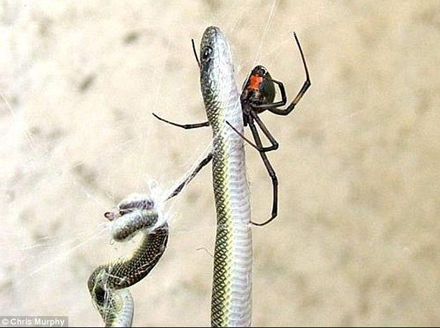 惊人一幕：实拍南非蜘蛛捕蛇全过程（图）