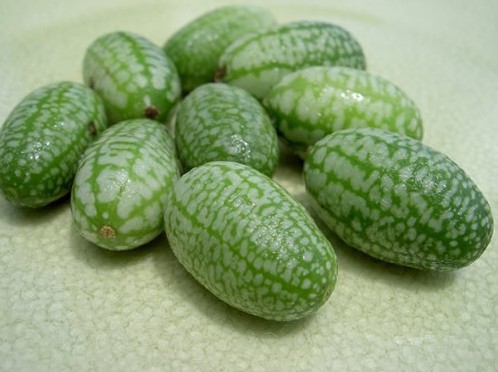世界上最小的西瓜 想尝尝吗？（图）